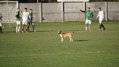 Pas uljepšao utakmicu, Prva liga FBiH