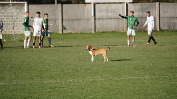 Pas uljepšao utakmicu, Prva liga FBiH