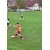Gol postigao Mahir  Hurić u 59. minutu za Betaklub Tango